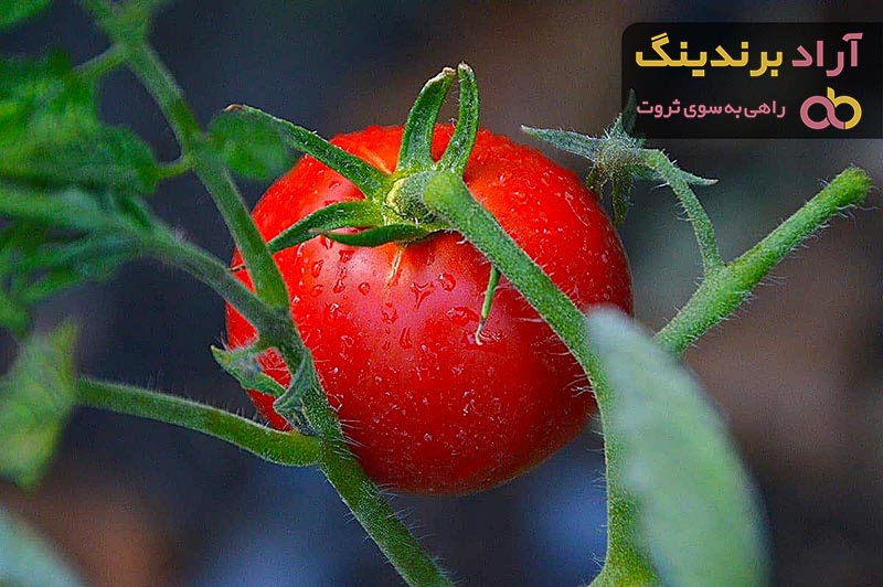 خرید گوجه فرنگی + قیمت عالی