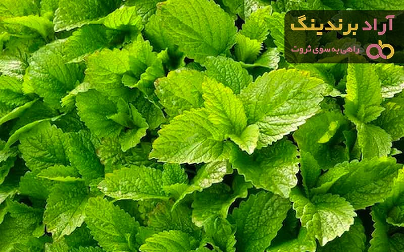گیاه باد رنجبویه + قیمت خرید، کاربرد، مصارف و خواص در طب سنتی
