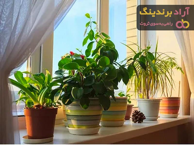 خرید بهترین انواع گل آپارتمانی با قیمت ارزان