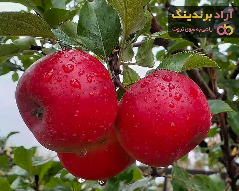 خرید سیب تهران | فروش با قیمت مناسب