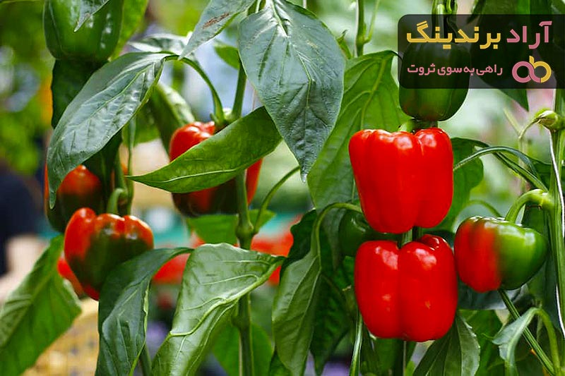 خرید فلفل دلمه رنگی گلخانه ای با قیمت استثنایی