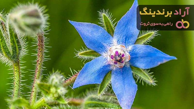 خرید پرفروش ترین انواع گیاهان دارویی آرامبخش با بهترین قیمت