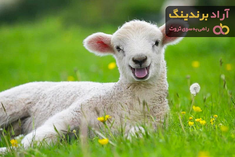 خرید بهترین انواع دام سبک با قیمت ارزان