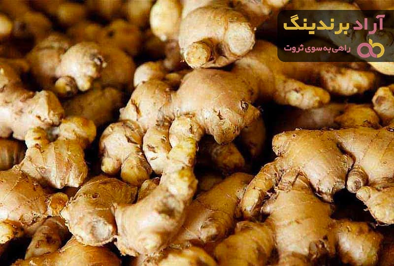 قیمت انواع گیاه زنجبیل + خرید ارزان