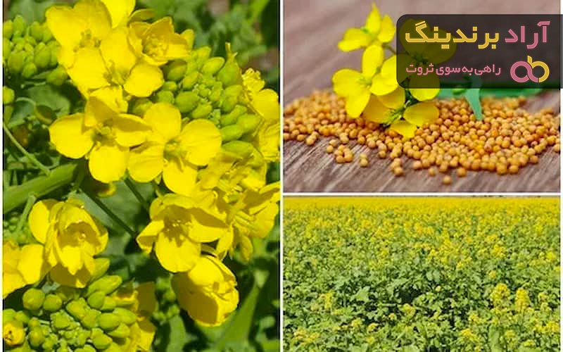 گیاه خردل + قیمت خرید، کاربرد، مصارف و خواص