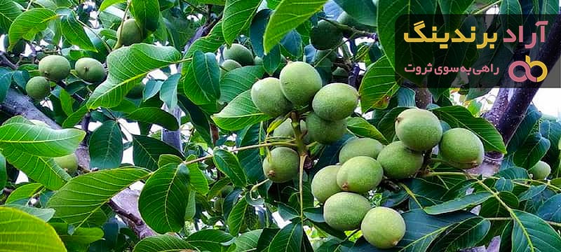 بهترین قیمت خرید نهال درخت گردو