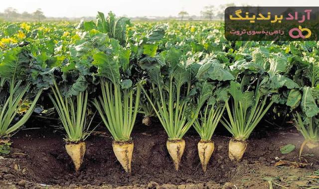 قیمت خرید چقندر قند از تولید به مصرف