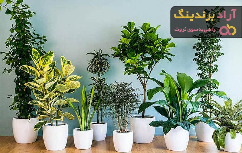 خرید انواع گل آپارتمانی با قیمت مناسب