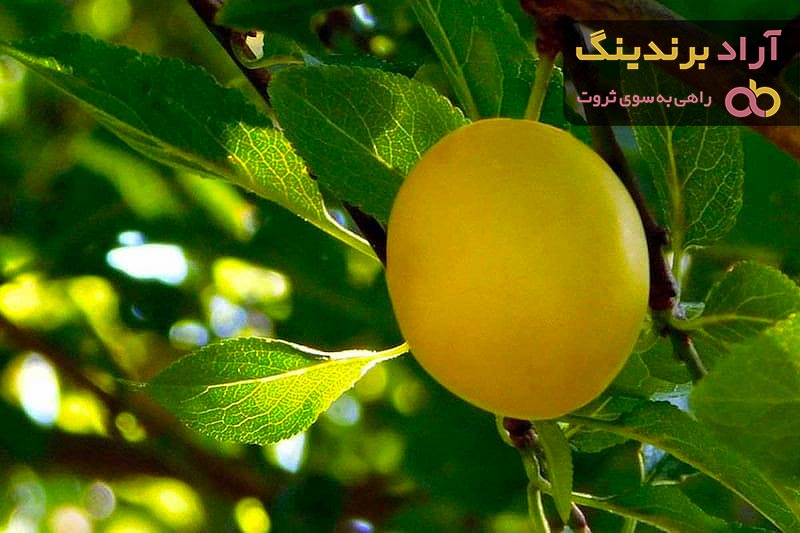 قیمت انواع آلو زرد + خرید ارزان