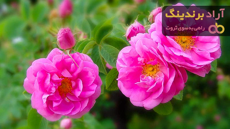 گل محمدی پیوندی + قیمت خرید، کاربرد، مصارف و خواص