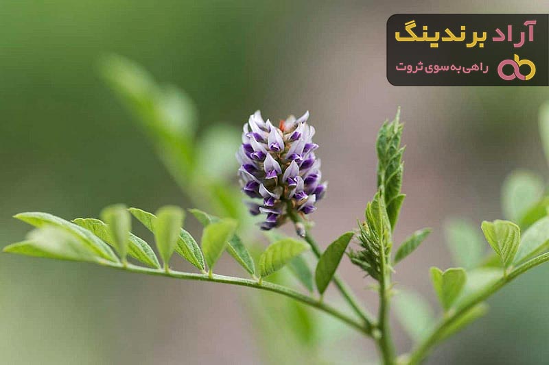 قیمت گیاه مریم گلی + خرید و فروش عمده