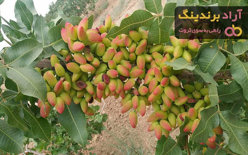 قیمت انواع پسته زرند + خرید ارزان