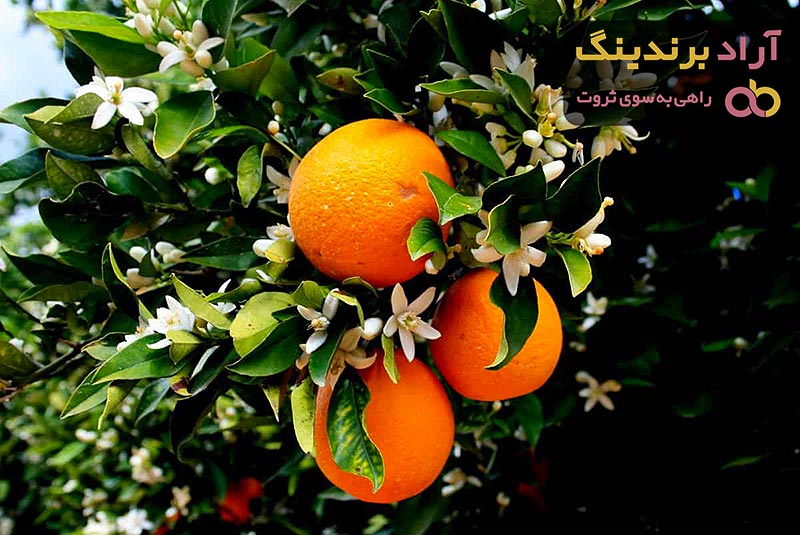 خرید انواع درخت خرمالو با بهترین قیمت