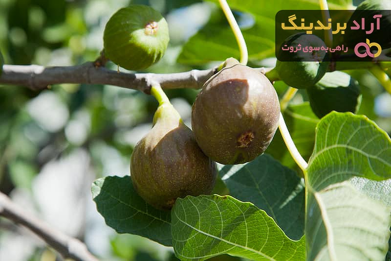 آشنایی با انجیر استهبان + قیمت استثنایی خرید انجیر استهبان
