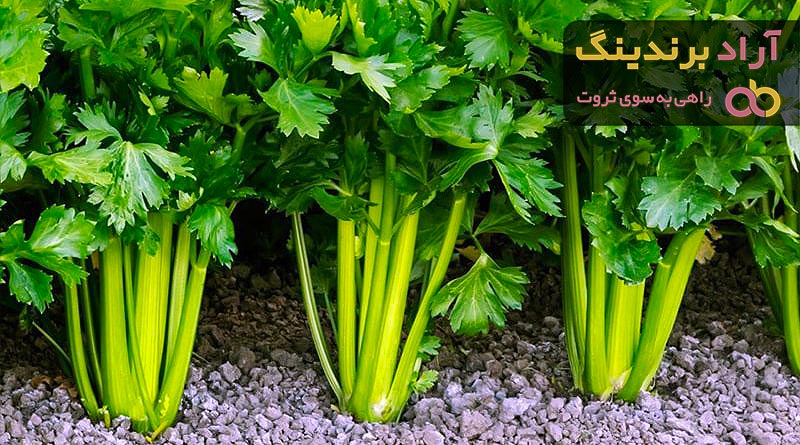 قیمت کرفس تلخ + خرید ارزان