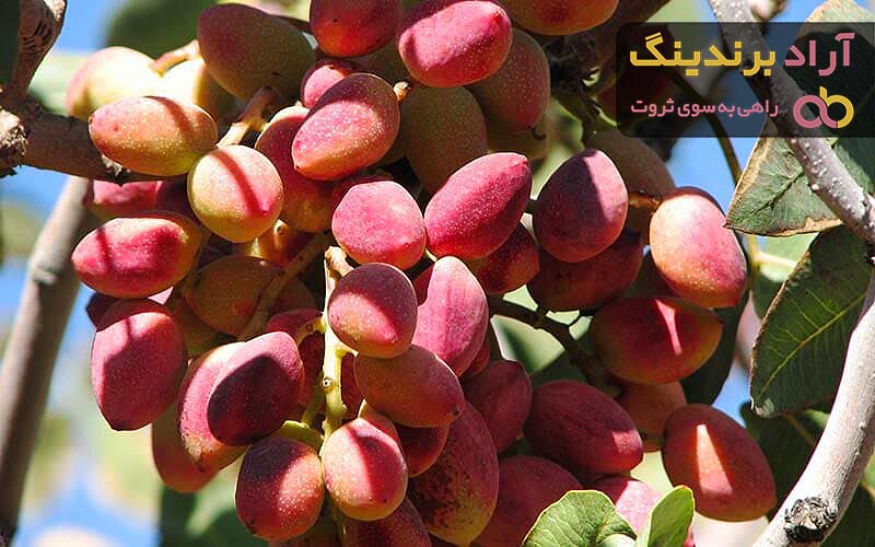 قیمت خرید پسته گرمسار + فروش عالی