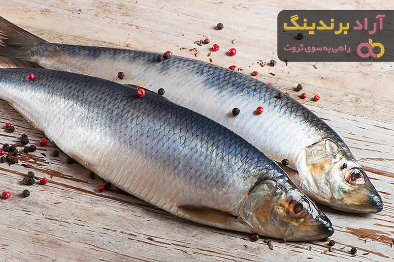 ماهی قزل آلا چیست