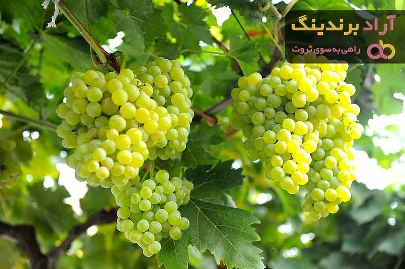 معرفی انگور عسگری زرد + بهترین قیمت خرید