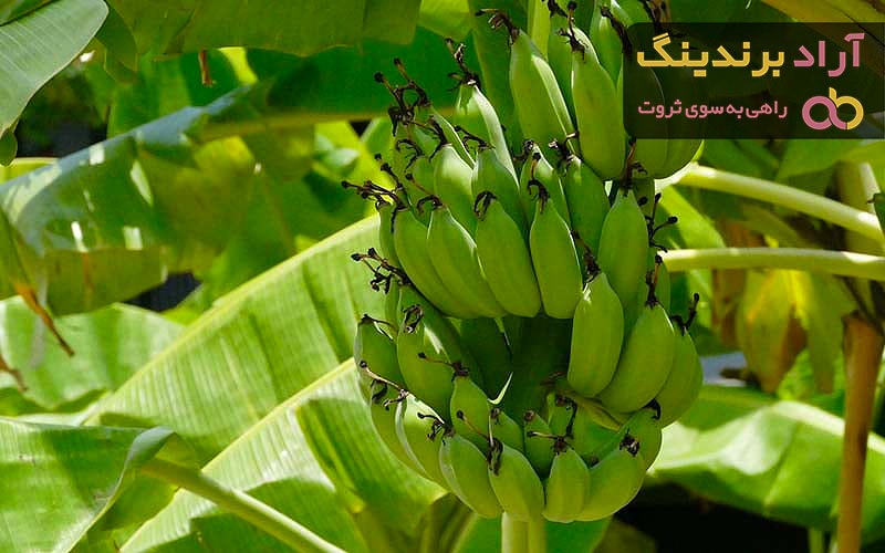 قیمت انواع موز جنگلی + خرید ارزان