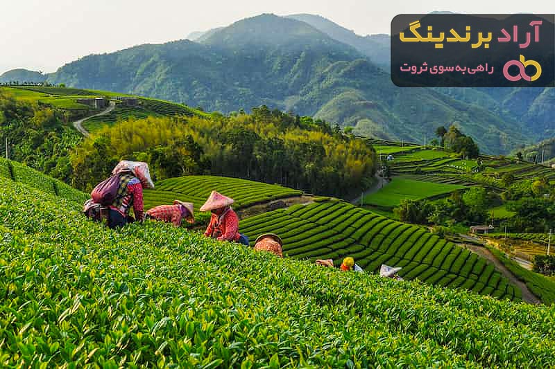 خرید و قیمت انواع چای کوهی سوزنی