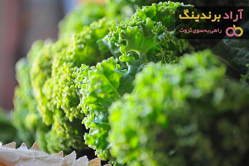 قیمت خرید کاهو پیچ هلندی + خواص، معایب و مزایا