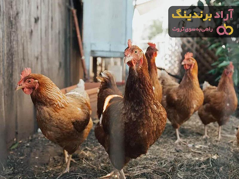 قیمت خرید مرغ تخمگذار محلی + عکس
