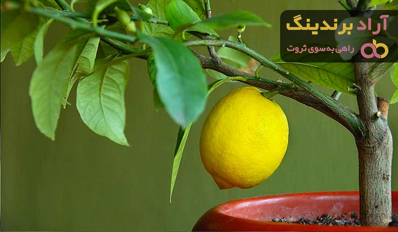 قیمت نهال گلدانی لیمو ترش