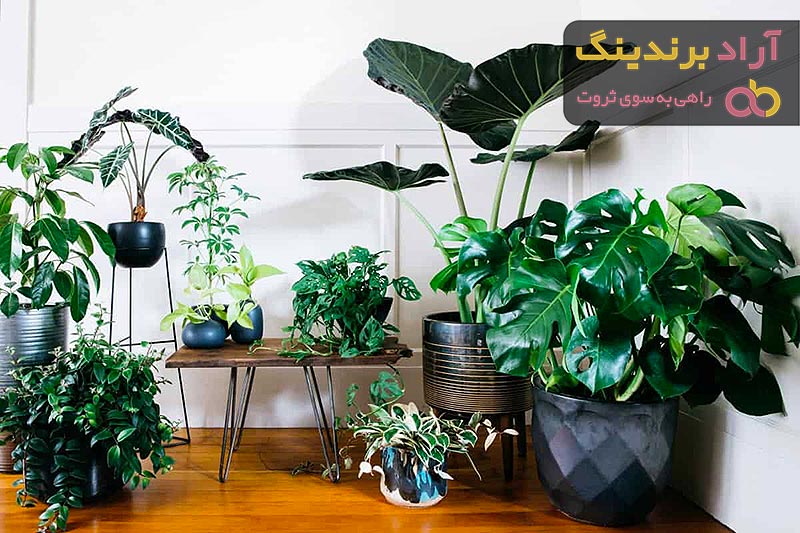 قیمت گیاهان آپارتمانی کم نور + خرید