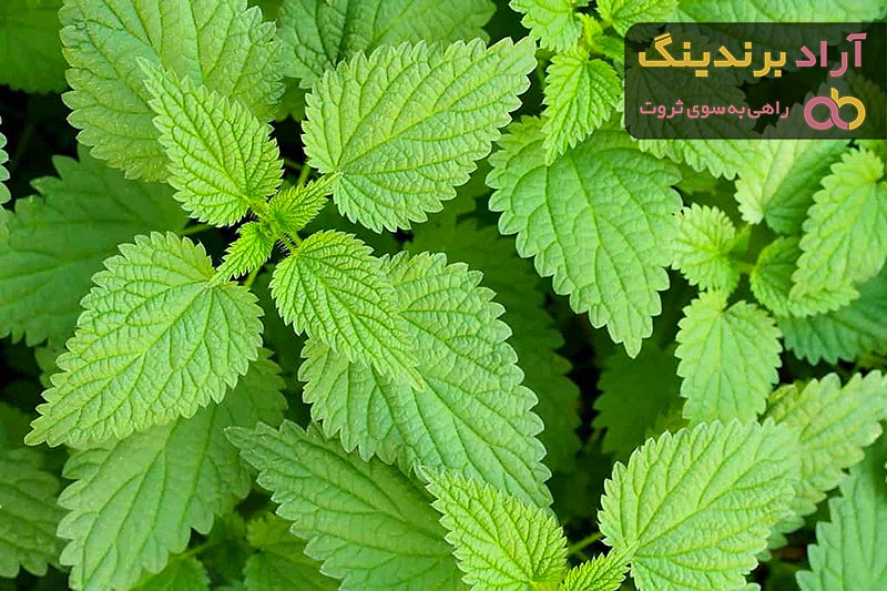 قیمت گیاه گزنه خوراکی + خرید