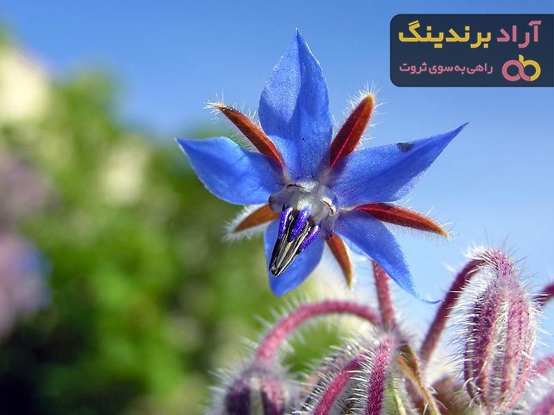 قیمت گل گاوزبان پرورشی + خرید