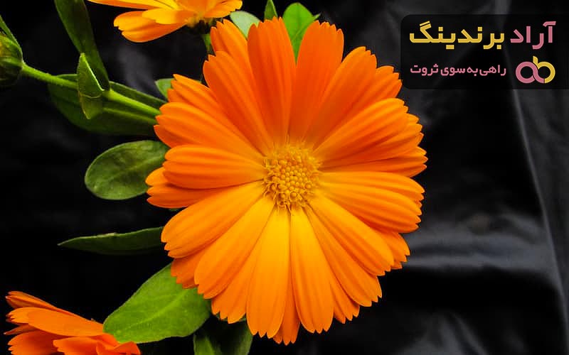 قیمت گل همیشه بهار خشک + خرید