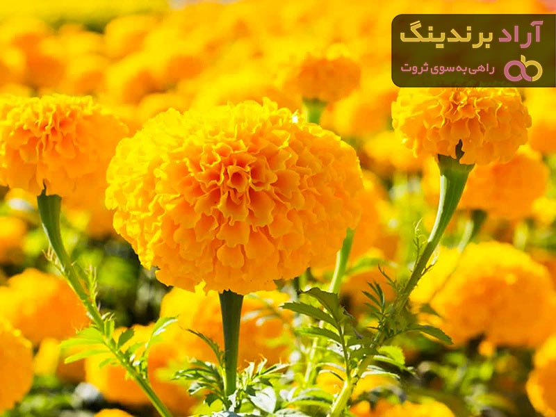 قیمت گل همیشه بهار زرد