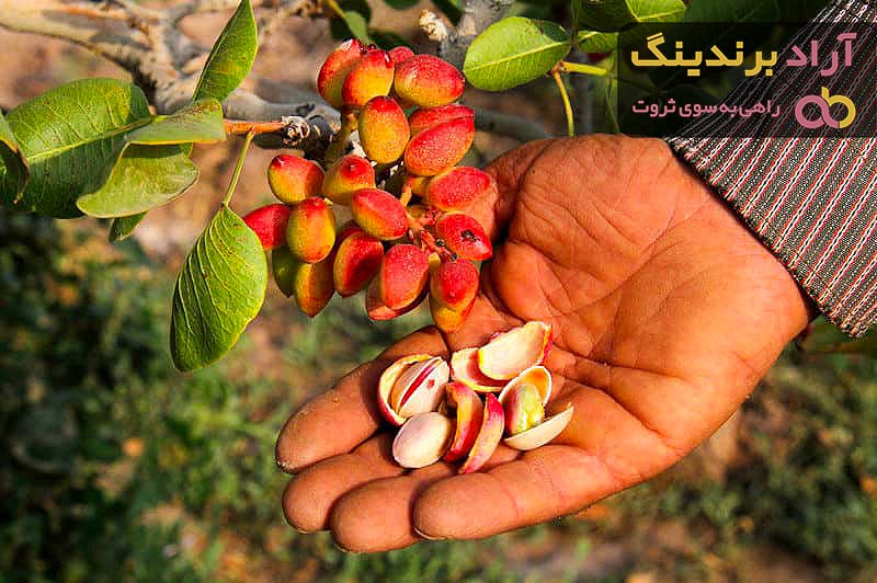 قیمت پسته دامغان تازه