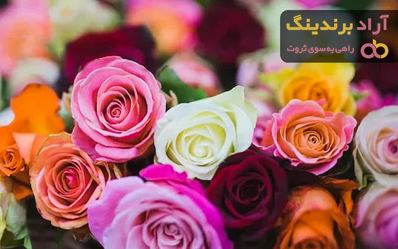 قیمت گل رز هلندی طبیعی