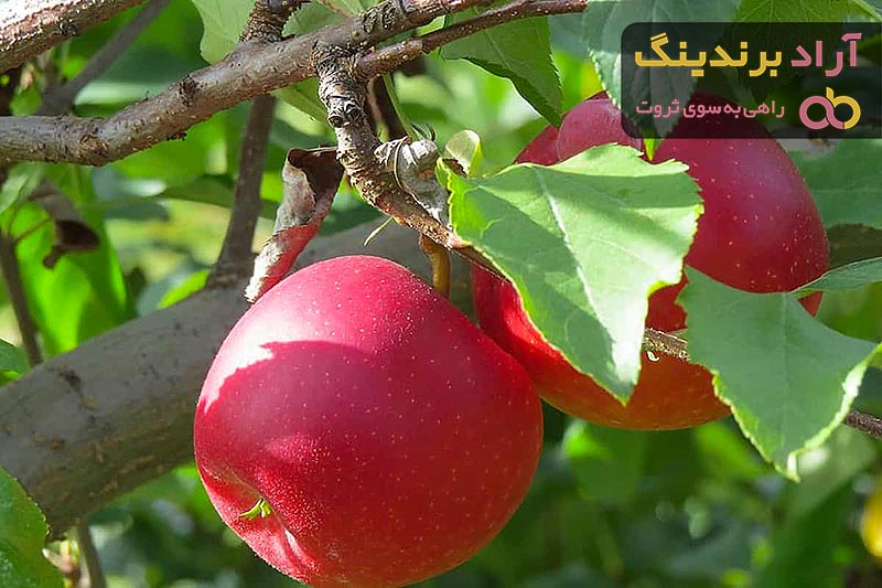 قیمت سیب تو سرخ ارومیه