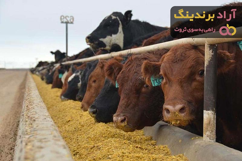 قیمت خوراک دام سنگین