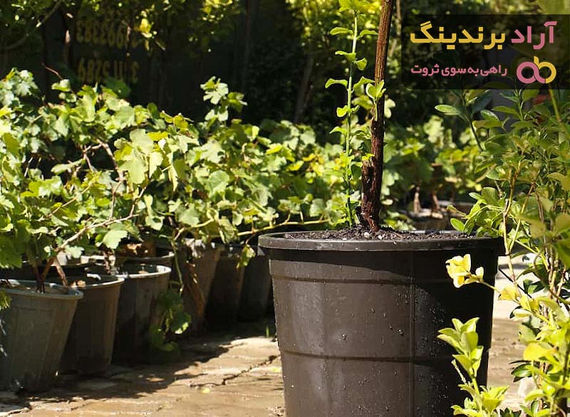قیمت گلدان پلاستیکی گلخانه ای ارزان