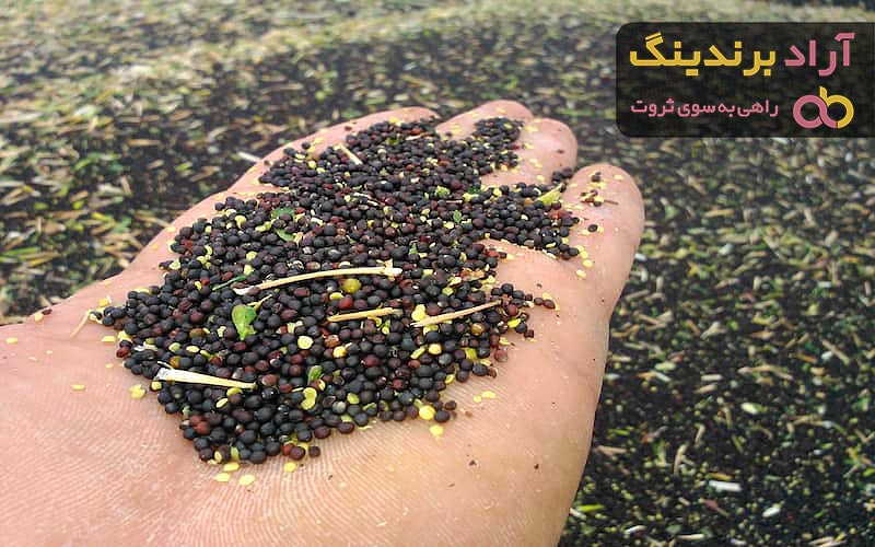 قیمت دانه های روغنی کلزا