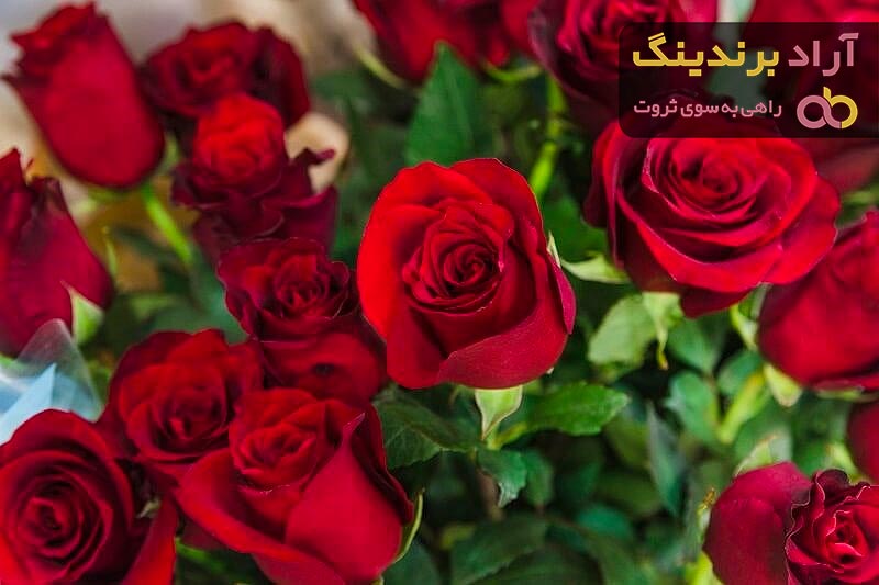 قیمت گل رز شاخه ای