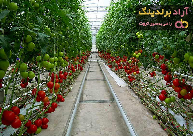 قیمت گوجه‌ فرنگی گلخانه‌ای