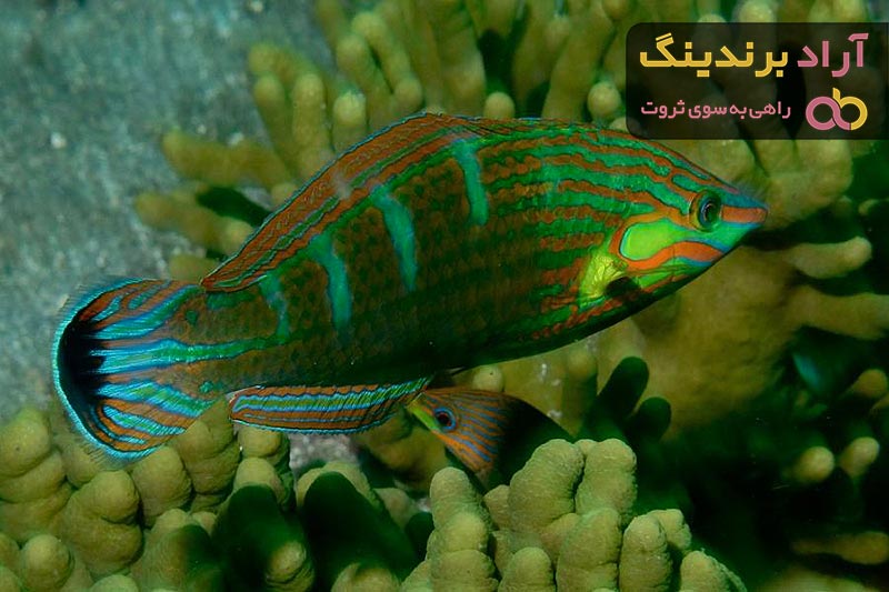 قیمت ماهی دریایی