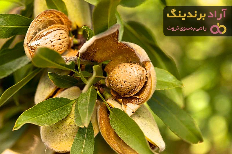 قیمت بادام سنگی با پوست سبز
