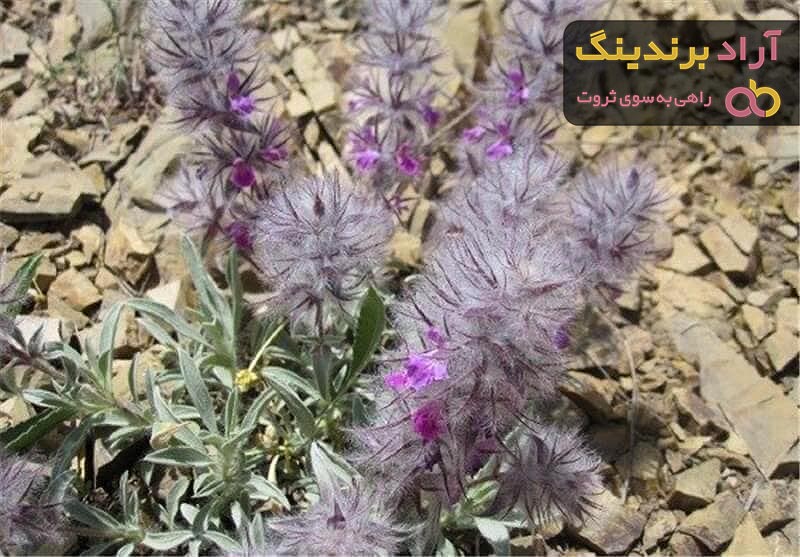 قیمت چای کوهی در مشهد