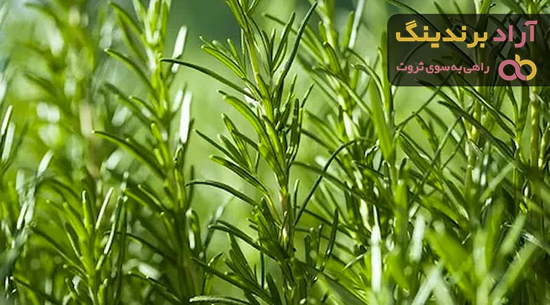 قیمت گیاه رزماری در بازار