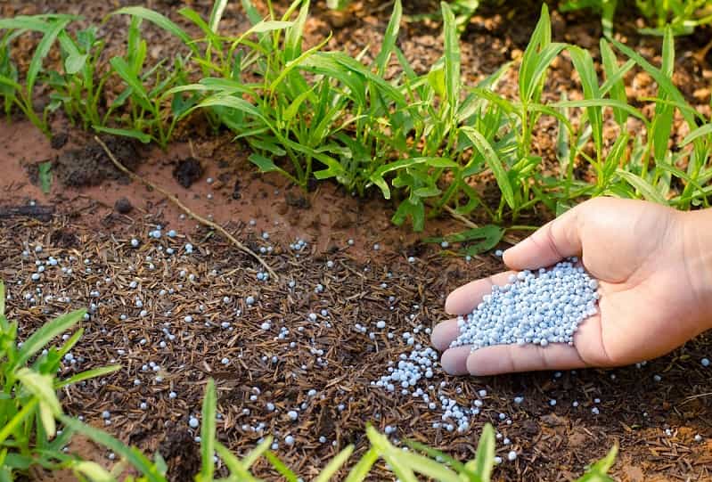 قیمت کود شیمیایی برای درختان میوه