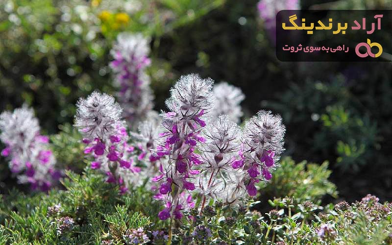 قیمت چای کوهی خشک شده