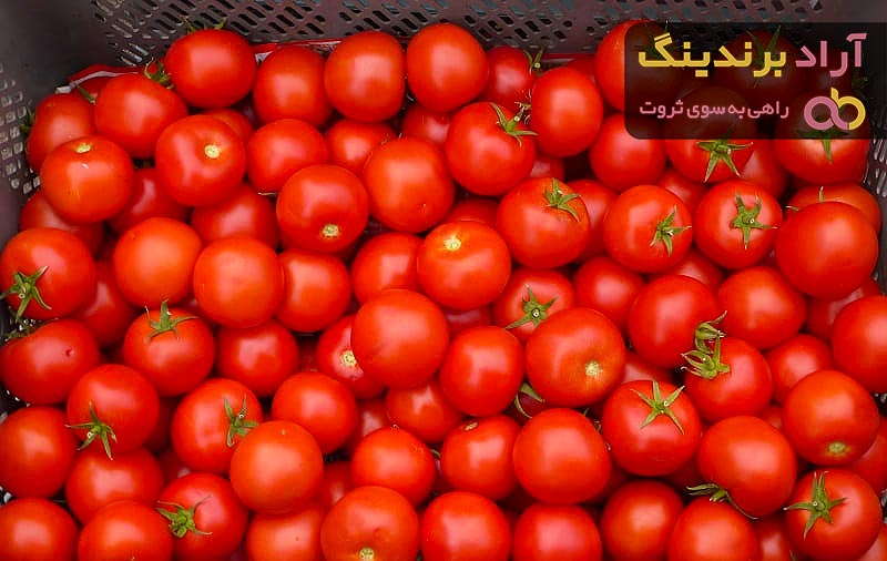 قیمت گوجه فرنگی در عربستان