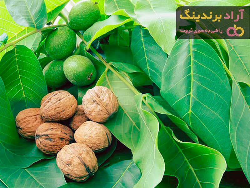 قیمت گردو کانادایی