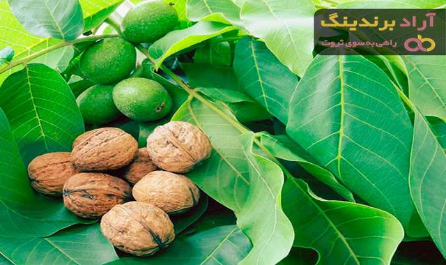 قیمت گردو کانادایی