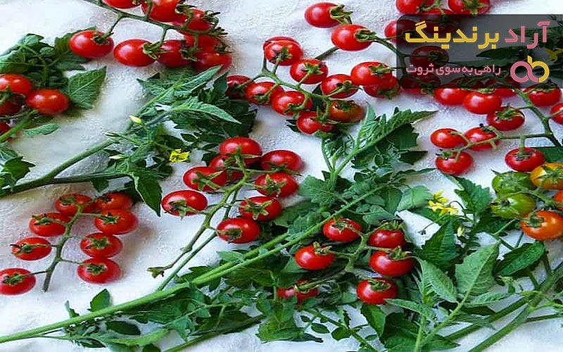 قیمت گوجه فرنگی ریز گیلاسی